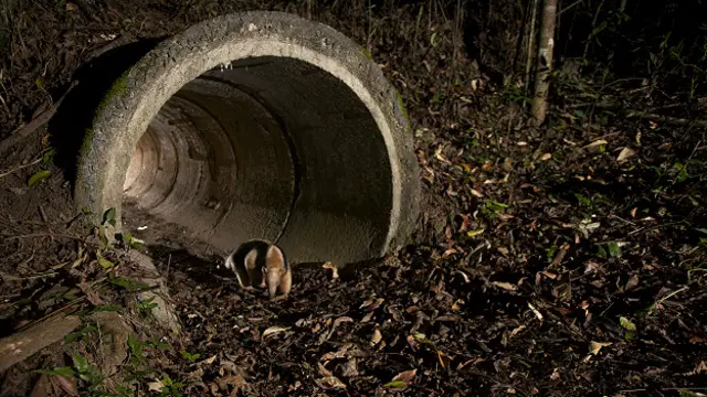 Tamanduá-mirim faz travessia por manilha construída na origem da BR-101 para escoamentoc darwin pokerágua