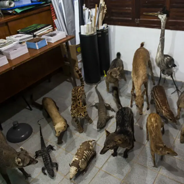 Exemplares empalhadosc darwin pokerespécies atropeladas na BR-101