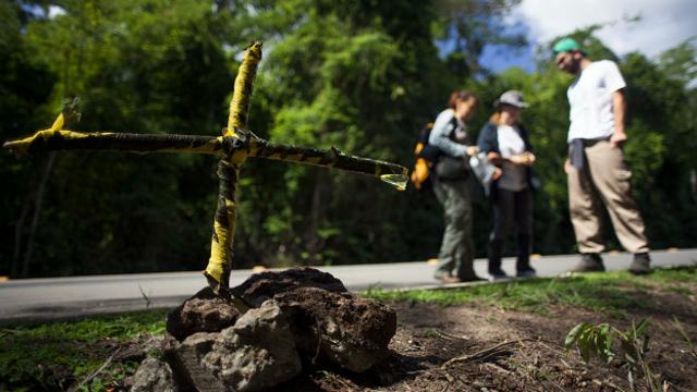 Cruz deixada por pesquisadores em local onde harpia foi encontrada morta na BR-101