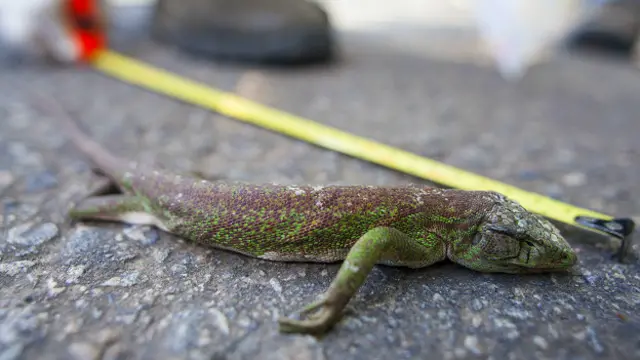 Réptil passa por medição na BR-101; desafio é entender o impacto das rodovias nas populaçõesc darwin pokeranimais