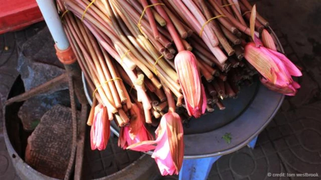 早市上的蓮花(圖片來源:Tom Westbrook)