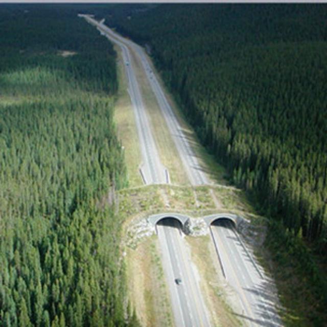 Estrutura para passagem superior de fauna construída no parque nacional Banff, no Canadá