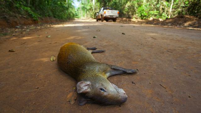 Cutia atropelada em estrada de terra dentro da Floresta Nacional de Carajás, no Pará