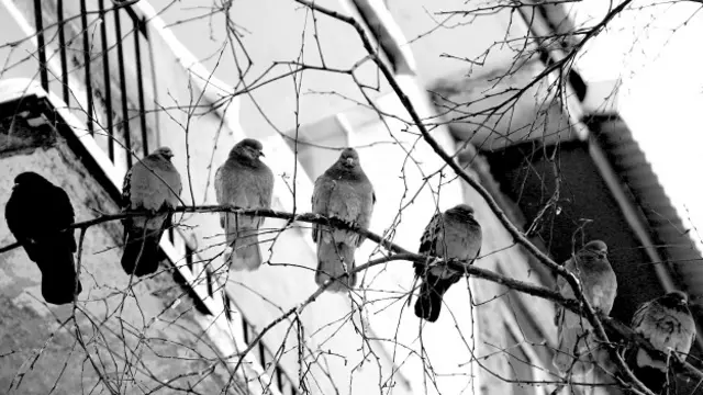 Александр Петров