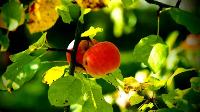 Валерий Михайлов