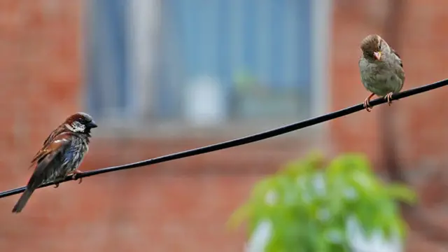 Юрий Дениско