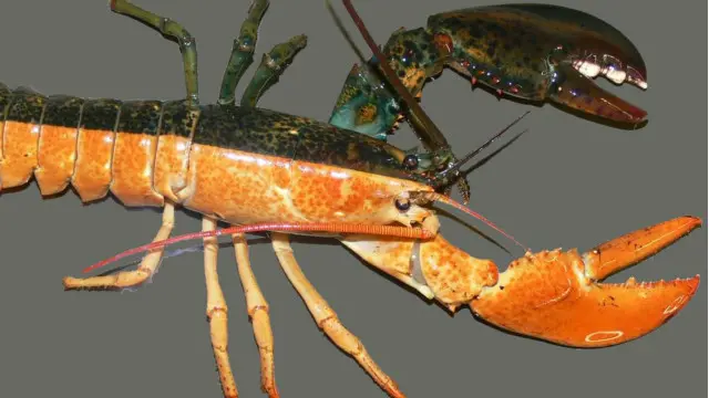 Una langosta mitad macho, mitad hembra