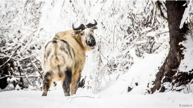 حيوان التاكِن في محمية وانغ لانغ الطبيعية بإقليم سيشوان الصيني.