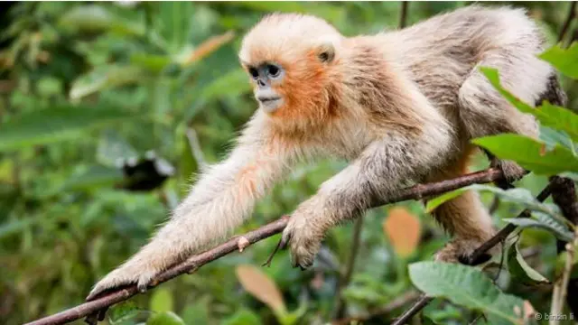 قرد ينتمي لنوع القرد الذهبي أفطس الأنف في جبال كين لينغ بإقليم شانشي الصيني.