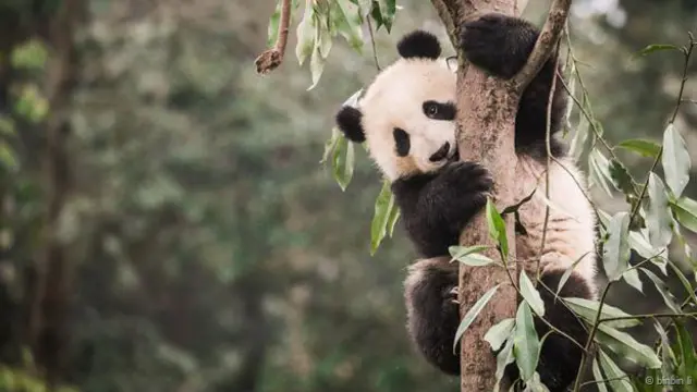 إحدى دببة الباندا العملاقة في مركز "بيفْنشيا" لحماية دببة الباندا وتربيتها في الصين.