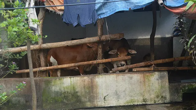 Ўзбеклар ҳукумат етказиб беролмаётган ёқилғини қорамолдан олишмоқда.