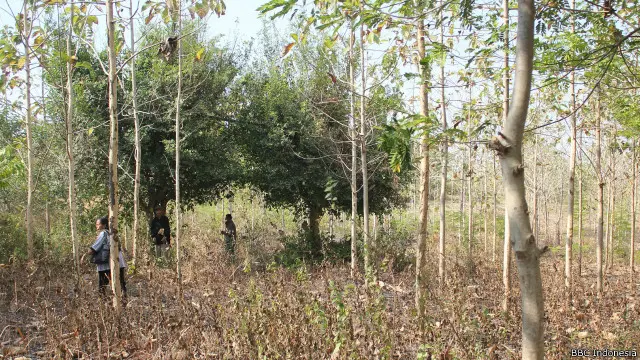 Kuburan massal orang-orang yang dituduh simpatisan PKI di hutan Jegong, Kabupaten Pati, Jateng.