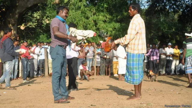 देसी मुर्गा