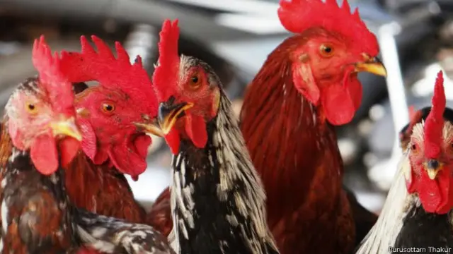 देसी मुर्गा