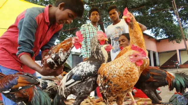 देसी मुर्गा