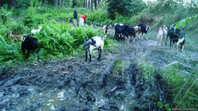 थारु आदिवासियों का इलाका