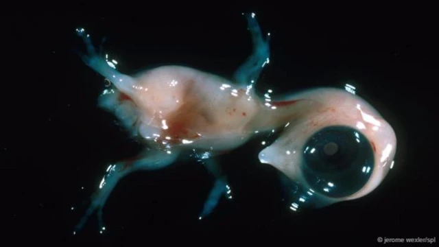 Un embrión de pollo de 9 días