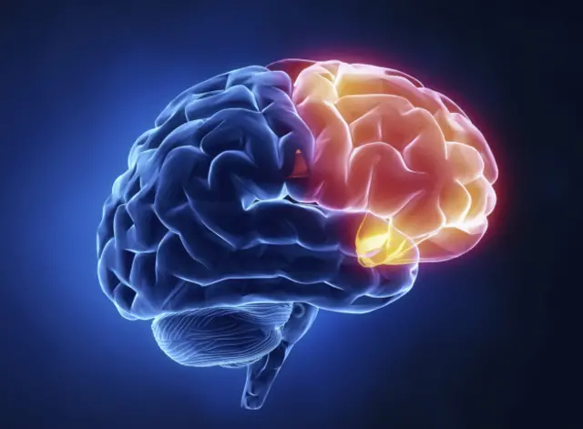 Лобные доли мозга