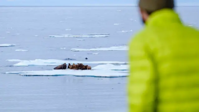 Cientistas encontraram morsas na região, alémaposta longo prazo betanooutros animais que compunham a vida selvagem ali