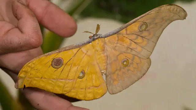 Chú bướm đêm  tussah có hai nửa khác nhau vì lưỡng tính