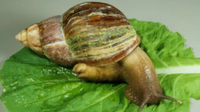 Caracol