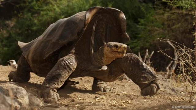 庞大的加拉帕戈斯陆龟每年都会迁徙（图片来源： Pete Oxford/NPL)