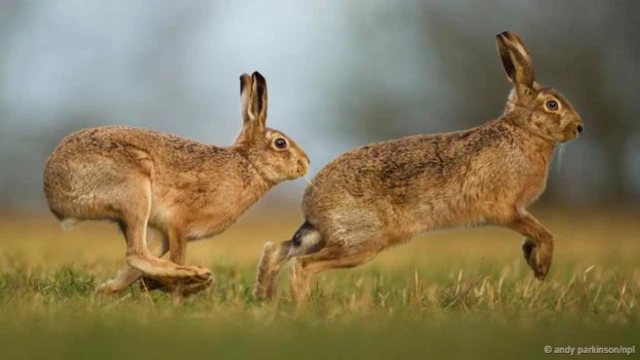 有些兔子的奔跑速度可达到 60 公里/小时（图片来源： Andy Parkinson/NPL)