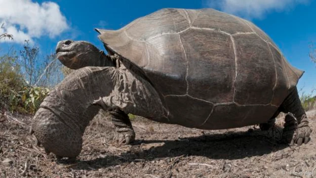 缓缓前进（图片来源： Tui De Roy/NPL)