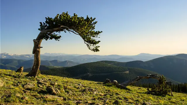 Сосна остистая