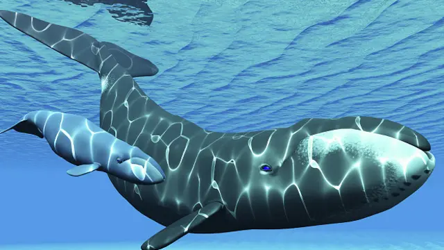 Гренландские киты