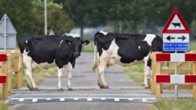 vacas en holanda