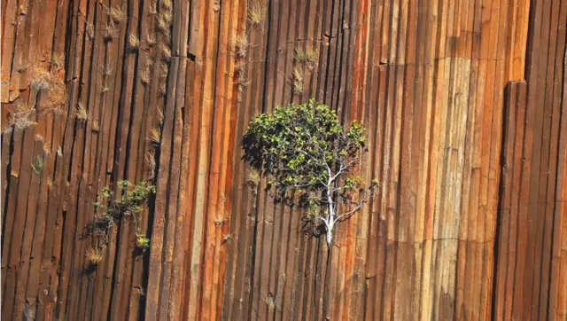  自然的力量(图片来源：Anisha Shah)