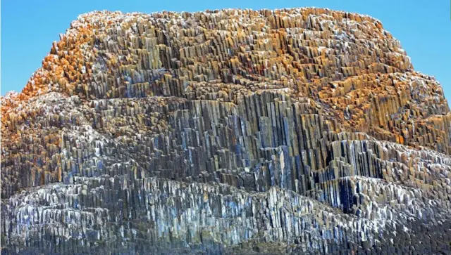  濒临灭绝的鸟类(图片来源：Anisha Shah)