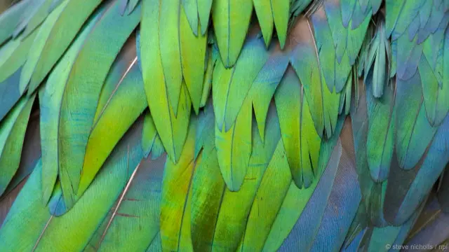 Buku merpati nikobar