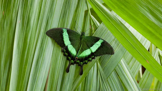 Kupu-kupu layang-layang