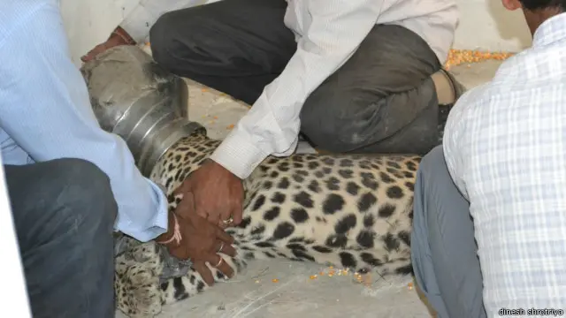 محکمہ کی ریسکیو ٹیم کی طرف سے اسے پکڑ کر چوکی پر لے جایا گيا اور وہاں تیندوے کو بے ہوش کر کے برتن کو کاٹ کر چیتے کو نکالا گیا