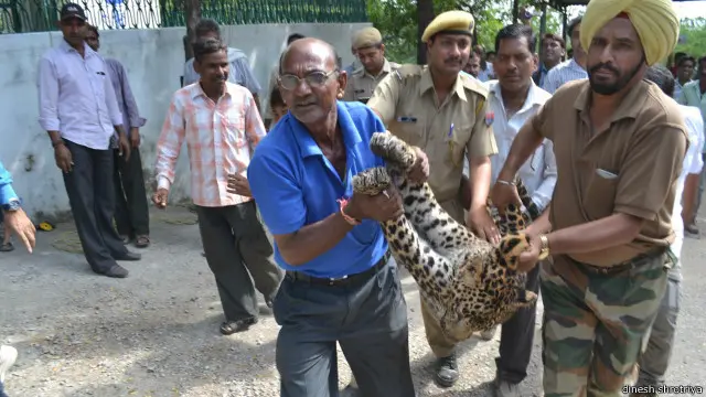 اس تیندوے کا سر پانی کے ایک برتن میں پھنس گيا تھا جسے بڑی مشکل سے نکالا گیا
