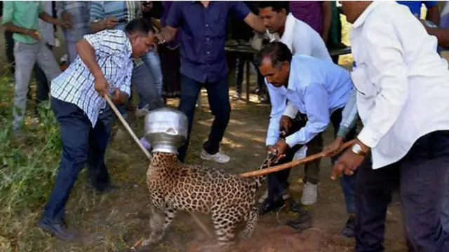 சிறுத்தை 5 மணி நேரத்திற்குப் பிறகு வனத்துறையினரால் விடுவிக்கப்பட்டது.