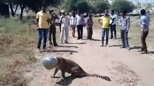ویل کېږي، چې ښايي دغه تږی پړانګ د سې شنبې په شپه سردول کهیړا نومي کلي د اوبو موندلو په تمه راغلی وي