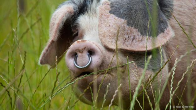 一只家猪（Sus scrofa）（图片来源：Nick Turner/NPL）