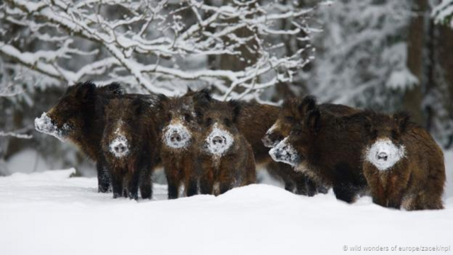 愛沙尼亞雪地上的野豬（Sus scrofa）（圖片來源：《歐洲野生動物奇觀》（Wild Wonders of Europe）/Zacek/NPL）