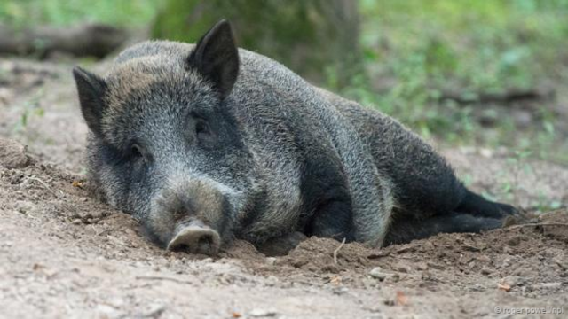 在泥浆里打滚的一只野猪（Sus scrofa）（图片来源：Roger Powell/NPL)