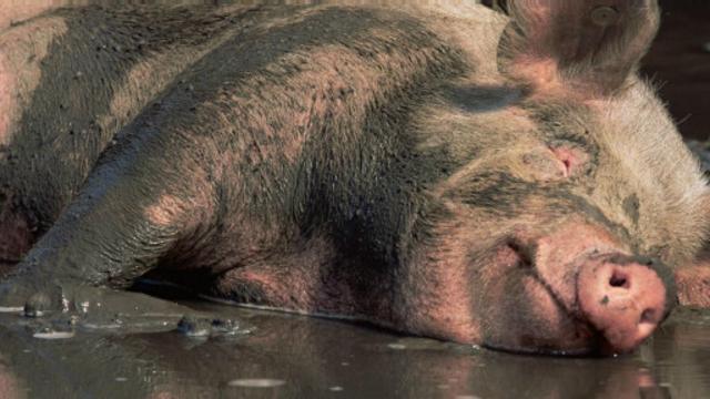 在泥裏打滾的家豬（圖片來源：Lynn M. Stone/NPL）