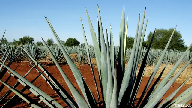 Planta de agave