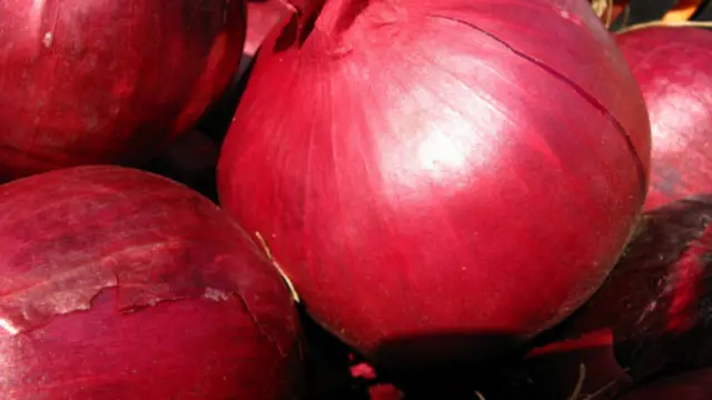 洋葱是球根还是蔬菜？