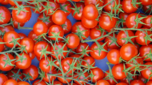 西红柿可能包含了所有对这个问题的答案