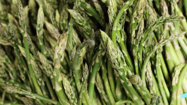 芦笋是茎还是蔬菜？