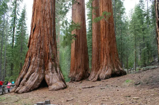 В роще секвой, Калифорния