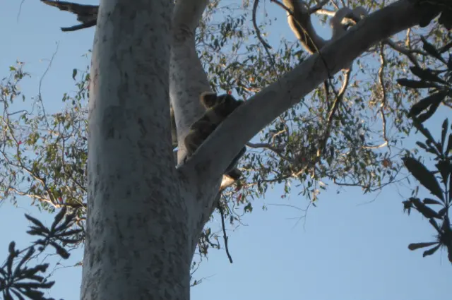 Коала на дереве