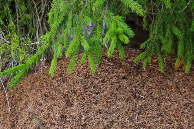 Муравейник в лесу